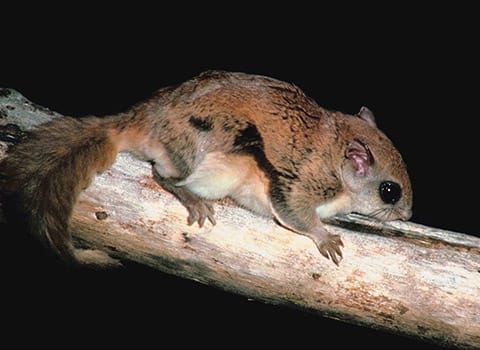 Learn More About The Signs Of A Rodent Infesation large flying squirrel found in albany ny