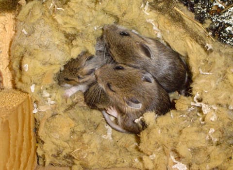 mice nesting in attic insulation