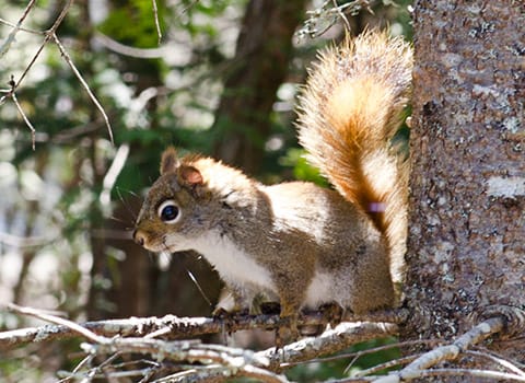 large gray squirrel in albany ny