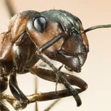 ant in capital region ney york home