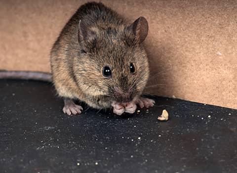 house mouse eating scraps