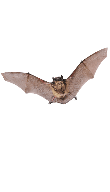 bat on a white background