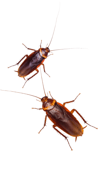 roaches in ny