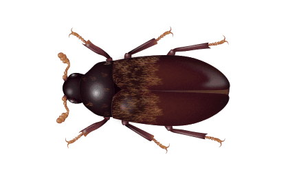 illustration of a larder beetle