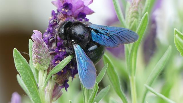 Carpenter bee on lavender plant