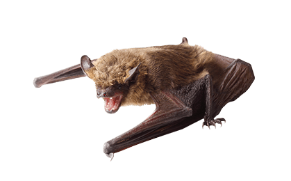 small brown bat