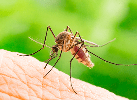 mosquitoes in albany