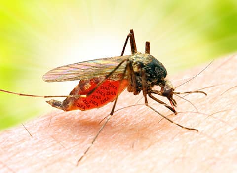 Get Rid Of Mosquitoes In Glens Falls NY mosquito biting glens falls resident