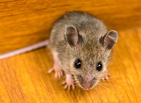Learn More About The Dangers Of Having Rodents In Your Home mouse hiding in new york home