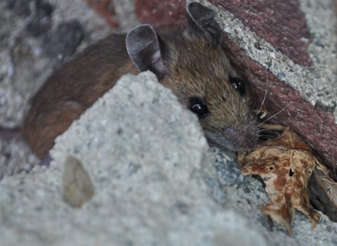 Get Rid Of Mice In Edinburg Homes mouse hiding next to edinburg home