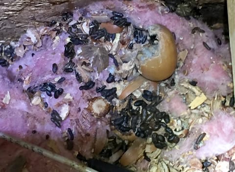 mouse poop found by a Thomas pest control technician