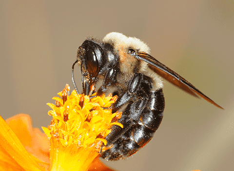 carpenter bee found in schenectedy ny