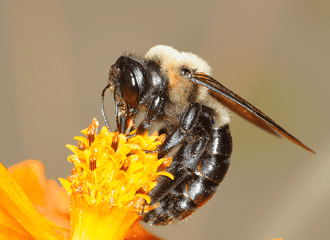 are carpenter bees dangerous to dogs