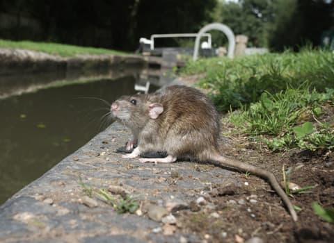 Norway rat near body of water