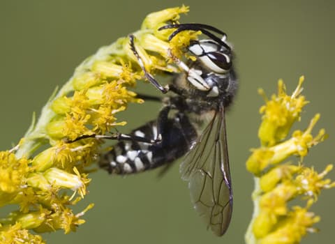 baldfaced hornet on flower
