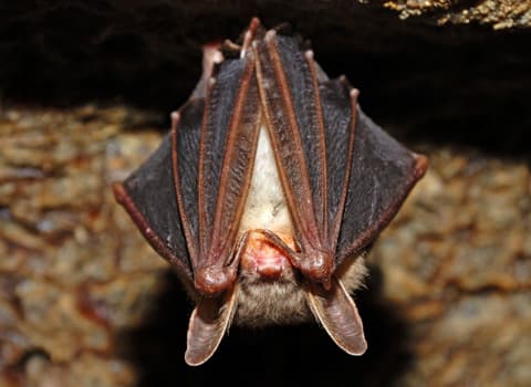 bat hanging upside down