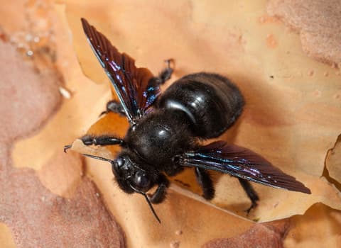 carpenter bee tunneling in wood