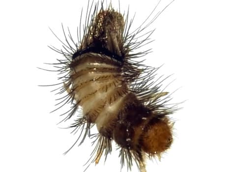 Carpet Beetles  Facts & Identification, Control & Prevention