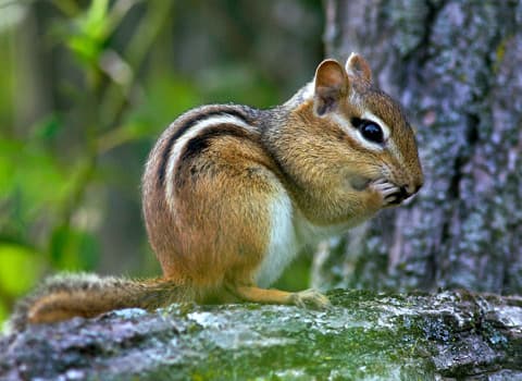 Chipmunk Control  UGA Cooperative Extension