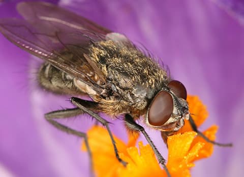 What are cluster flies and how do you get rid of a cluster fly infestation?