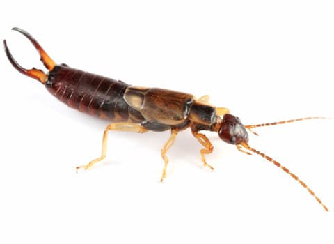 earwig