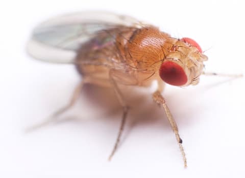 fruit fly