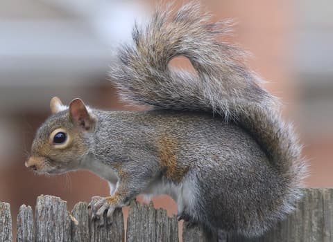 gray squirrel