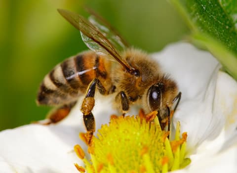 The Honey Bee: Our Friend in Danger