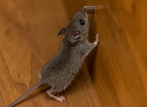 mouse in house