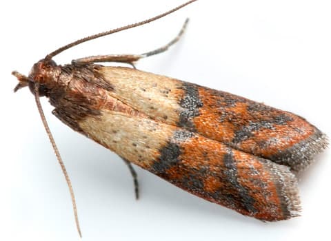 indian meal moth