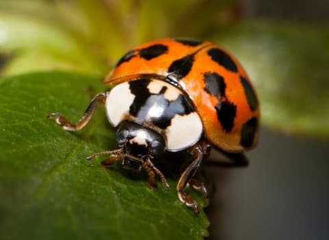 lady bug on a leaf