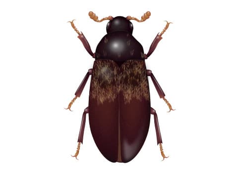 larder beetle