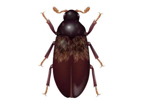 Albany Pest Control Experts Identify Control Prevent Larder Beetles