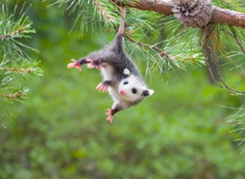 opossum hanging upside down