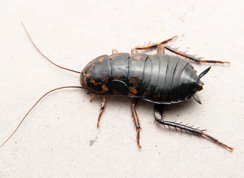 oriental roach