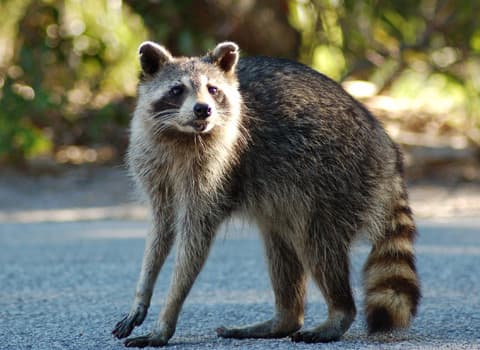 raccoon in road