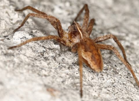 Spider Identification & Prevention