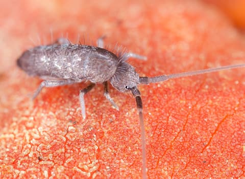 Learn More About Springtails In New York