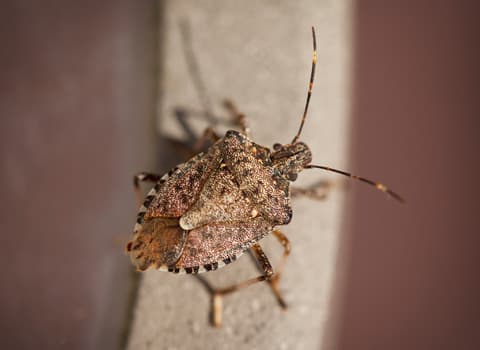 Stink Bug Control And Identification Information stink bug on building