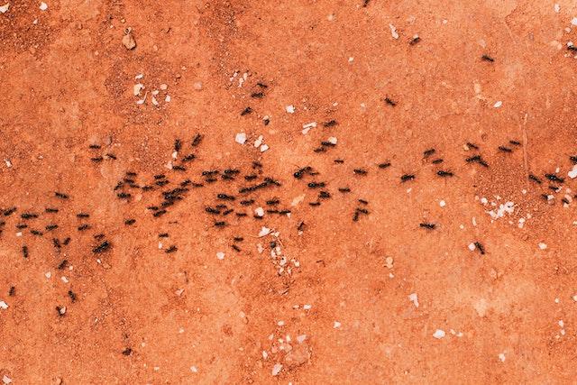 Ants heading toward a home