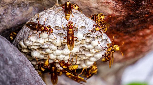 Wasps crawling on their wasps nest 