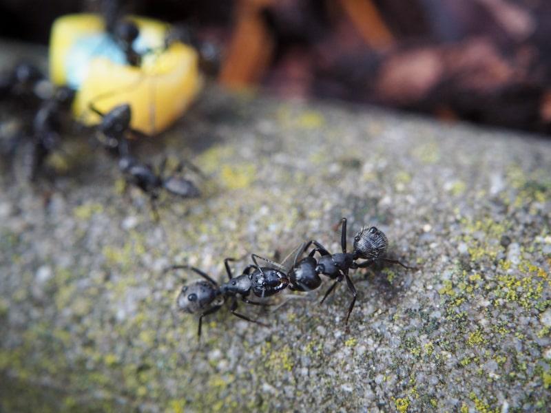 Pavement ants fighting