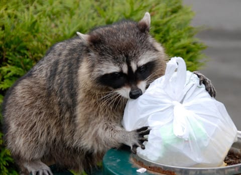 raccoon getting into trash can