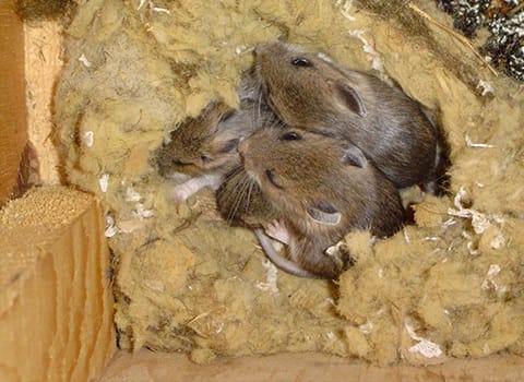 Looking for Rodent Control or Rodent Removal ? Rat Rodent