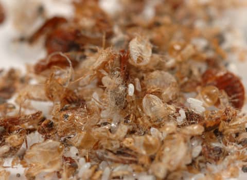 signs bed bugs leave behind