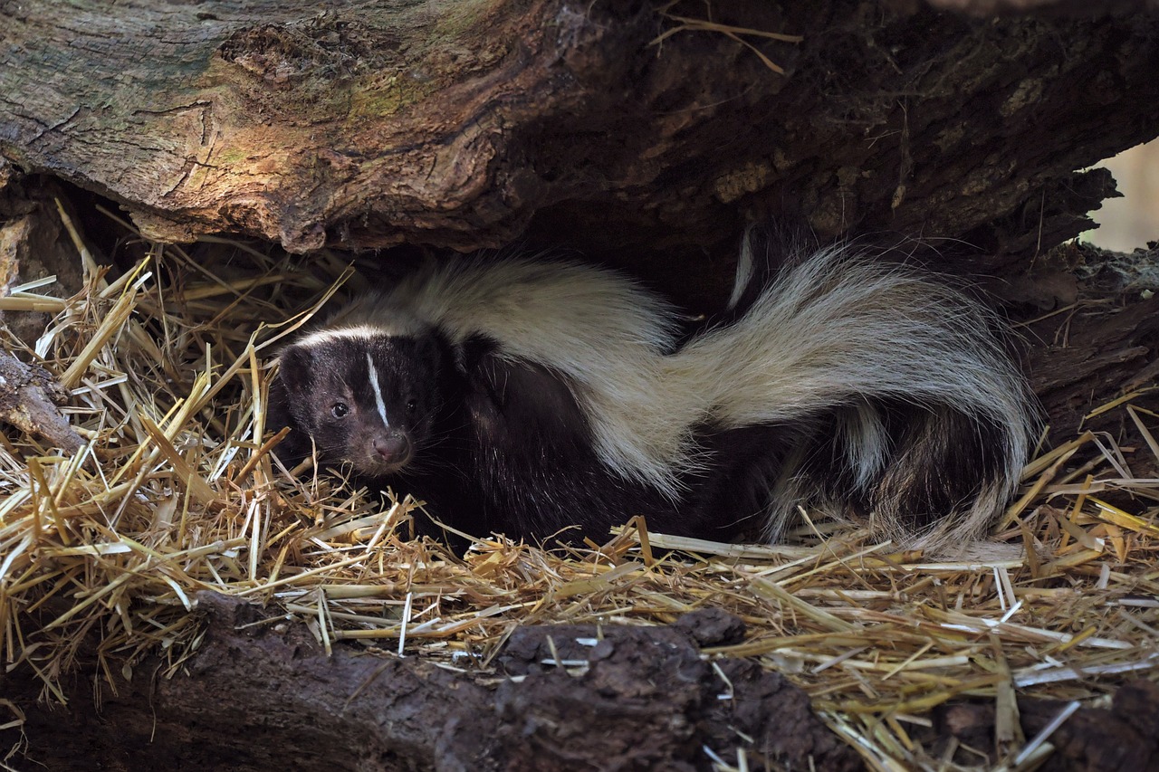 are skunks attracted to dog poop