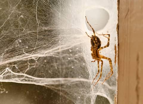 How Spiders Get Inside New York Homes Spider Prevention Tips