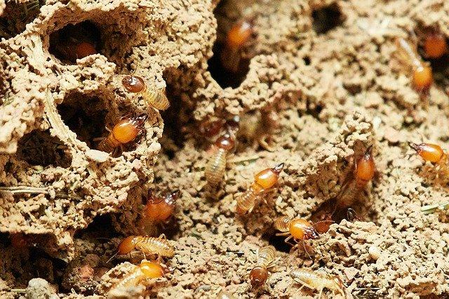 Swarm of subterranean termites building colony