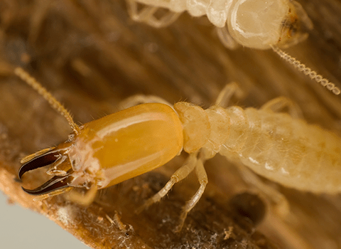 termites up close