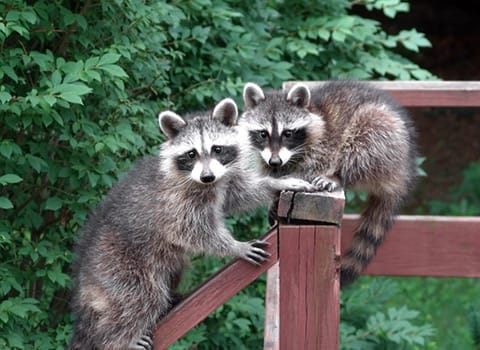 raccoons